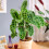 Gardeners Dream Calathea Zebrina (12cm) V6 2