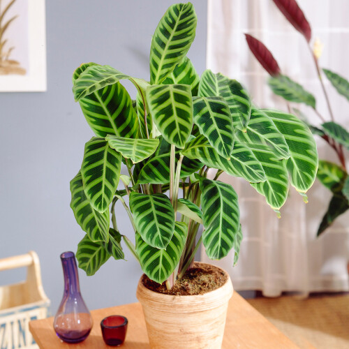 Gardeners Dream Calathea Zebrina (12cm) V6 1