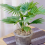 Gardeners Dream Livistona Palm (12cm, V1) 1