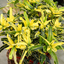 Codiaeum Sunny Star (12cm) V2