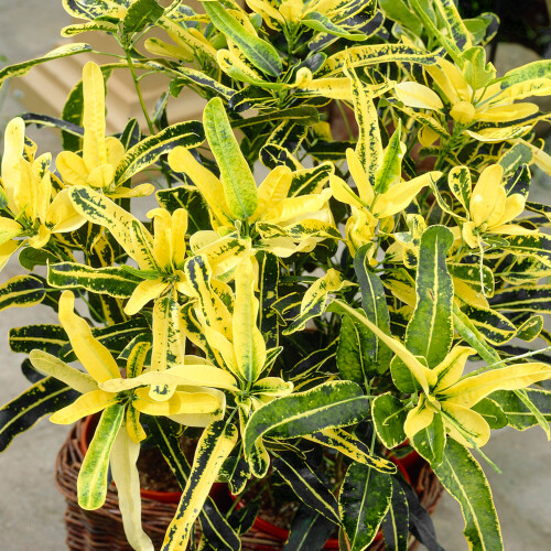Gardeners Dream Codiaeum Sunny Star (12cm) V2