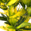 Gardeners Dream Codiaeum Sunny Star (12cm) V2 4