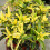 Gardeners Dream Codiaeum Sunny Star (12cm) V2 2