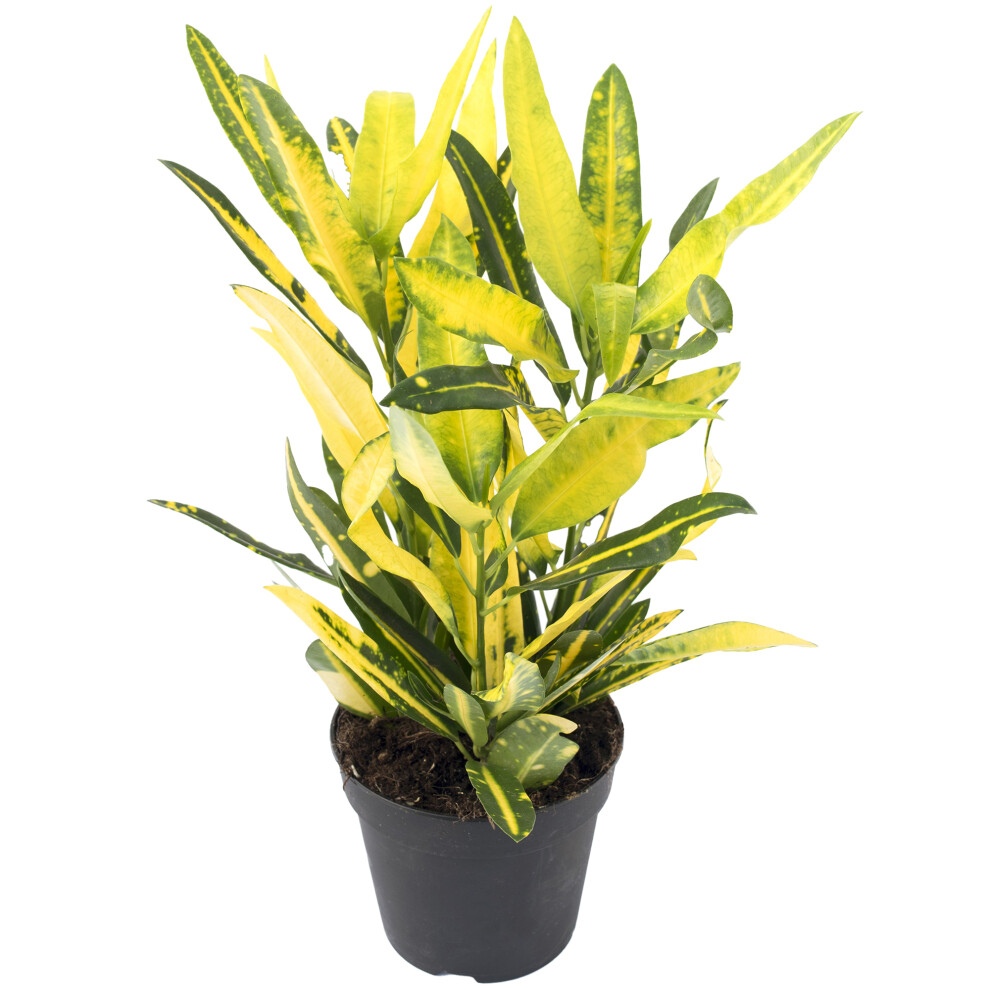 Gardeners Dream Codiaeum Sunny Star 12Cm – Eye-Catching Variegated & Foliage, Air-Purifying Houseplant Plants-Codsst-12Cm Green/Yellow