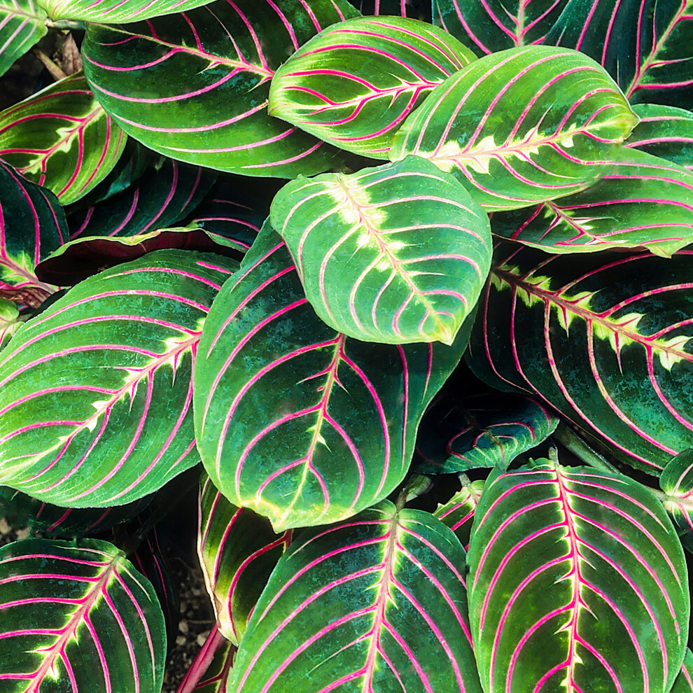 Gardeners Dream Maranta Fascinator Tricolour (12Cm) V1