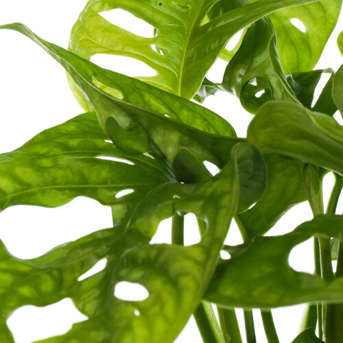Gardeners Dream Monstera Obliqua (12cm) V2 2
