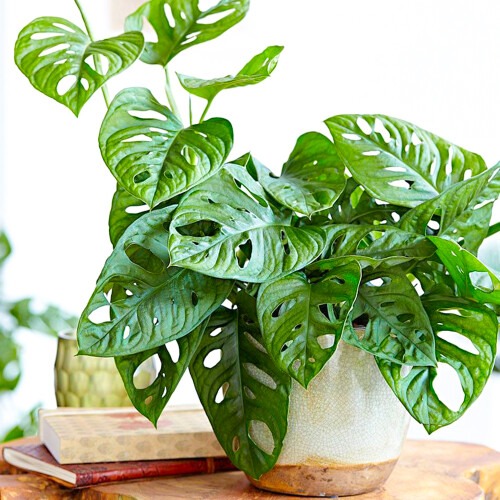 Gardeners Dream Monstera Obliqua (12cm) V3 1