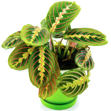 Maranta Fascinator Tricolour (12cm) V3