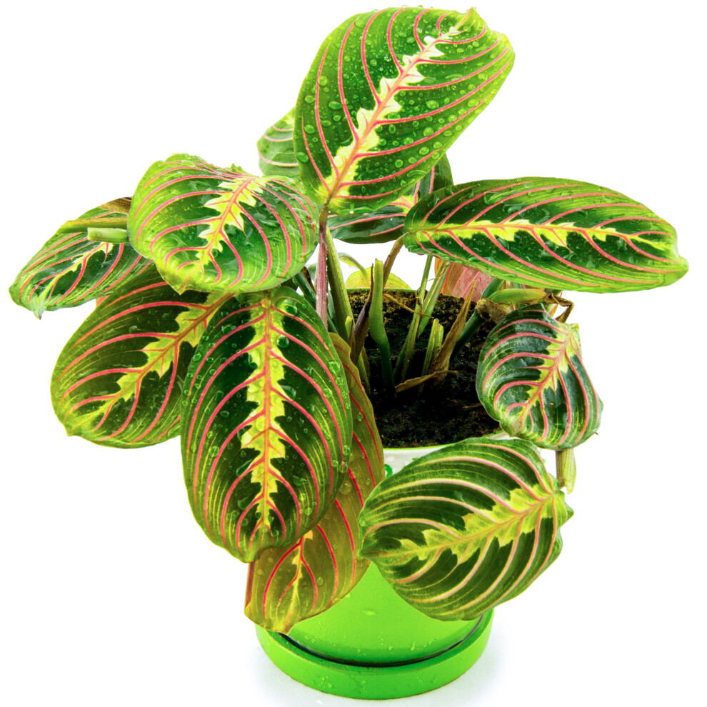 Gardeners Dream Maranta Fascinator Tricolour (12Cm) V3