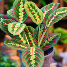Maranta Fascinator Tricolour (12cm) V4