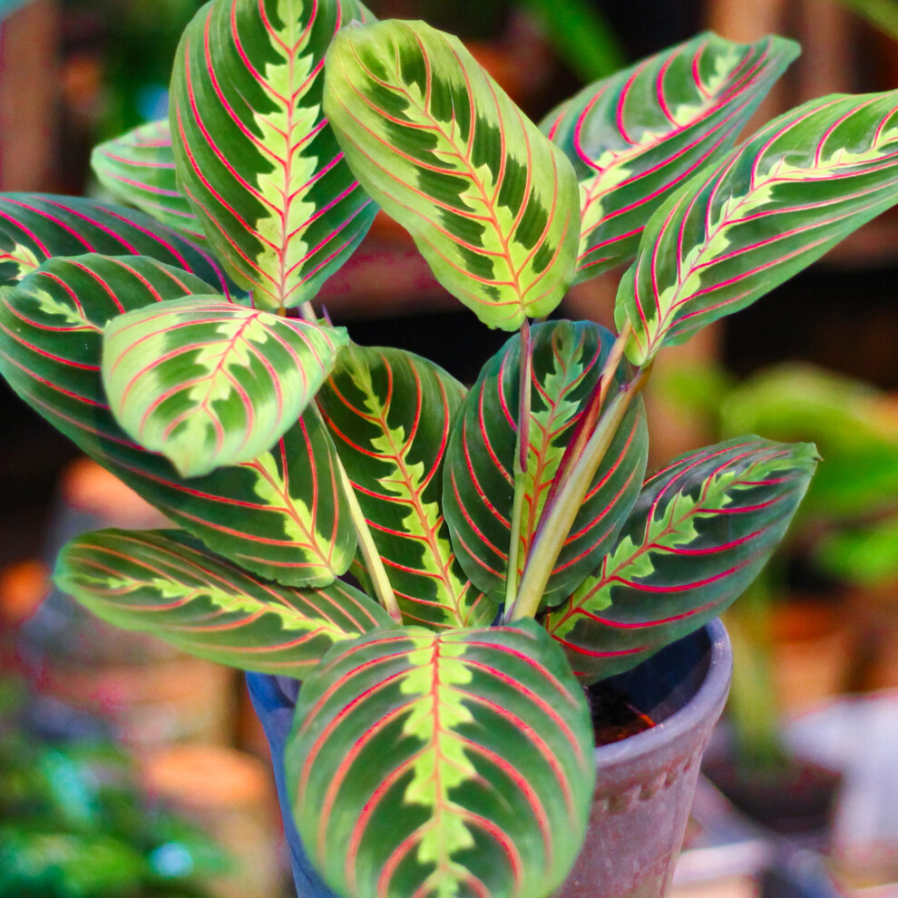 Gardeners Dream Maranta Fascinator Tricolour (12Cm) V4