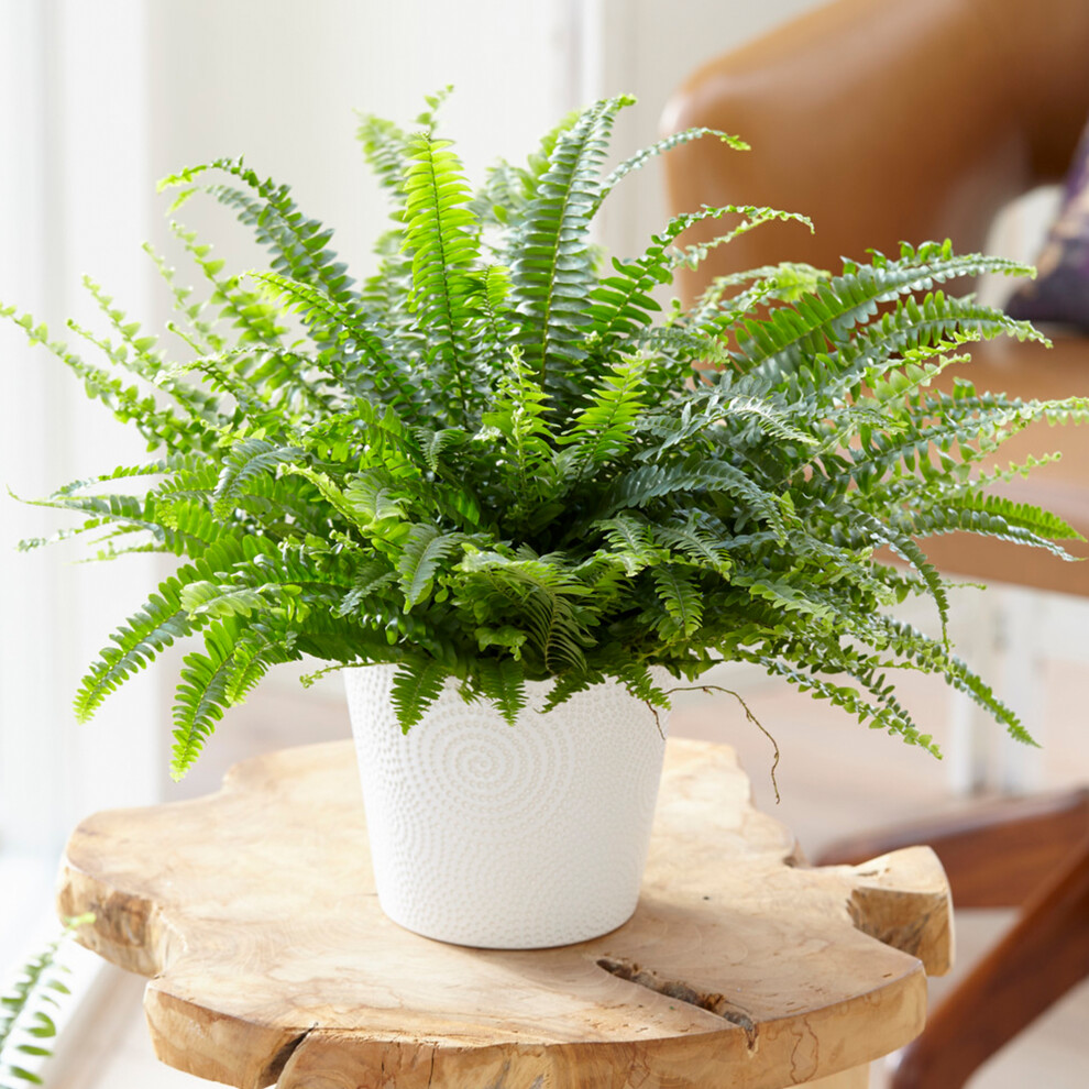 Nephrolepis Boston Fern | Home Office Plant Gift for Sale | (25-35cm Incl. Pot)