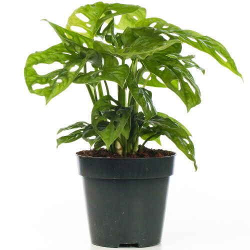 Gardeners Dream Monstera Obliqua (12cm) V4 2