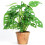 Gardeners Dream Monstera Obliqua (12cm) V4 2