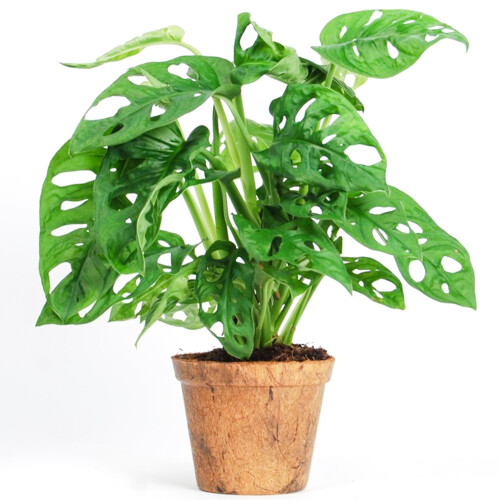 Gardeners Dream Monstera Obliqua (12cm) V4 1
