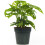 Gardeners Dream Monstera Obliqua (12cm) V5 3