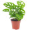 Gardeners Dream Monstera Obliqua (12cm) V5 1