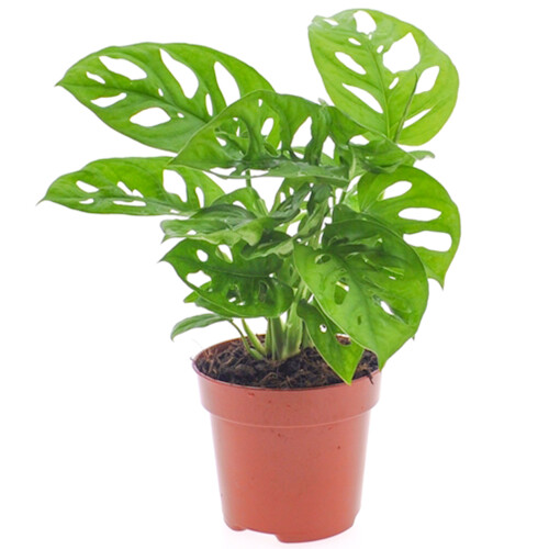 Gardeners Dream Monstera Obliqua (12cm) V5 1