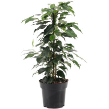 Ficus benjamina Danielle (12cm)
