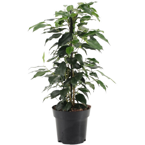 Gardeners Dream Ficus benjamina Danielle (12cm)