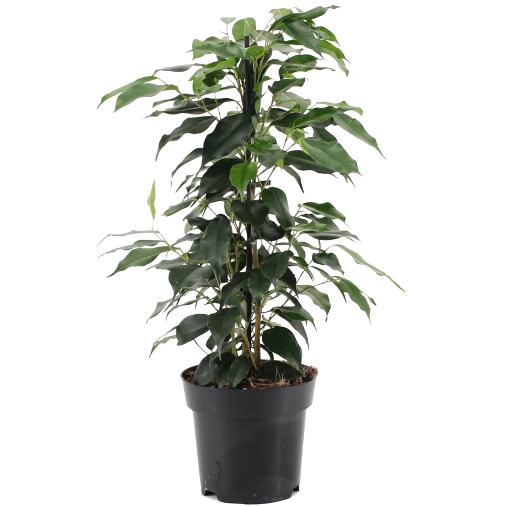 Gardeners Dream Ficus Benjamina Danielle (12Cm)