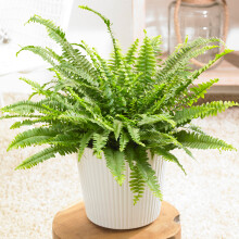 1 x Nephrolepis Boston Fern | Stunning Bushy Indoor Plant | 25-35cm with Pot