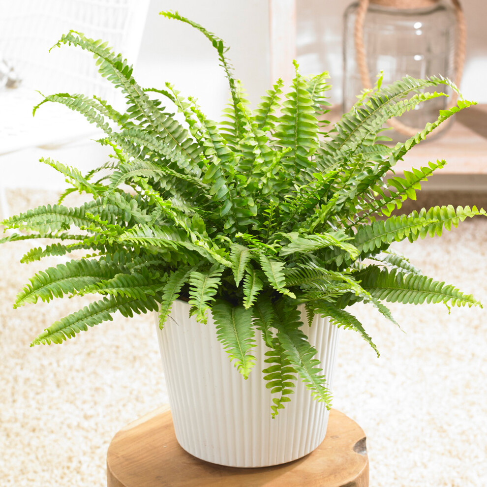 1 x Nephrolepis Boston Fern Stunning Bushy Indoor Plant 25-35cm with Pot - Image 2