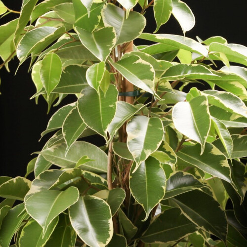 Gardeners Dream Ficus benjamina Golden King (12cm) 2