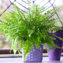 Fresh Boston Fern | Air-Purifying 25-35cm Potted Houseplant | Plant Gifts