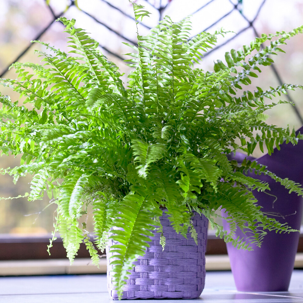 Gardeners Dream Fresh Boston Fern | Air-Purifying 25-35Cm Potted Houseplant | Plant Gifts