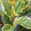 Gardeners Dream Ficus Tineke (12cm) 3