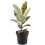 Gardeners Dream Ficus Tineke (12cm) 1