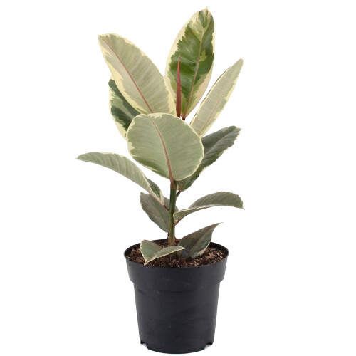 Gardeners Dream Ficus Tineke (12cm) 1
