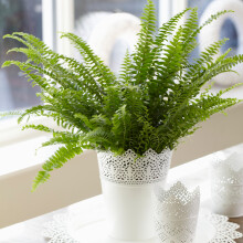 Stunning Boston Fern | Indoor Home or Office Plant | 25-35cm (Incl. Pot)