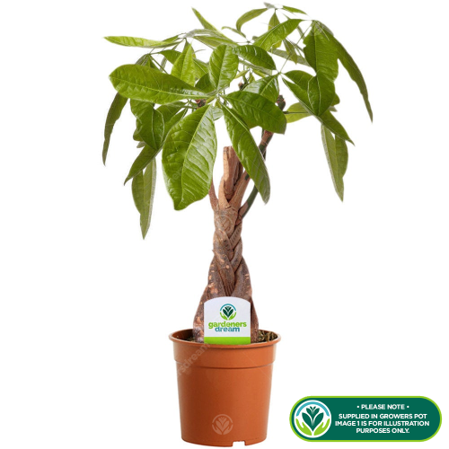 Gardeners Dream Pachira aaquatica Braided Stem (12cm, V1) 2