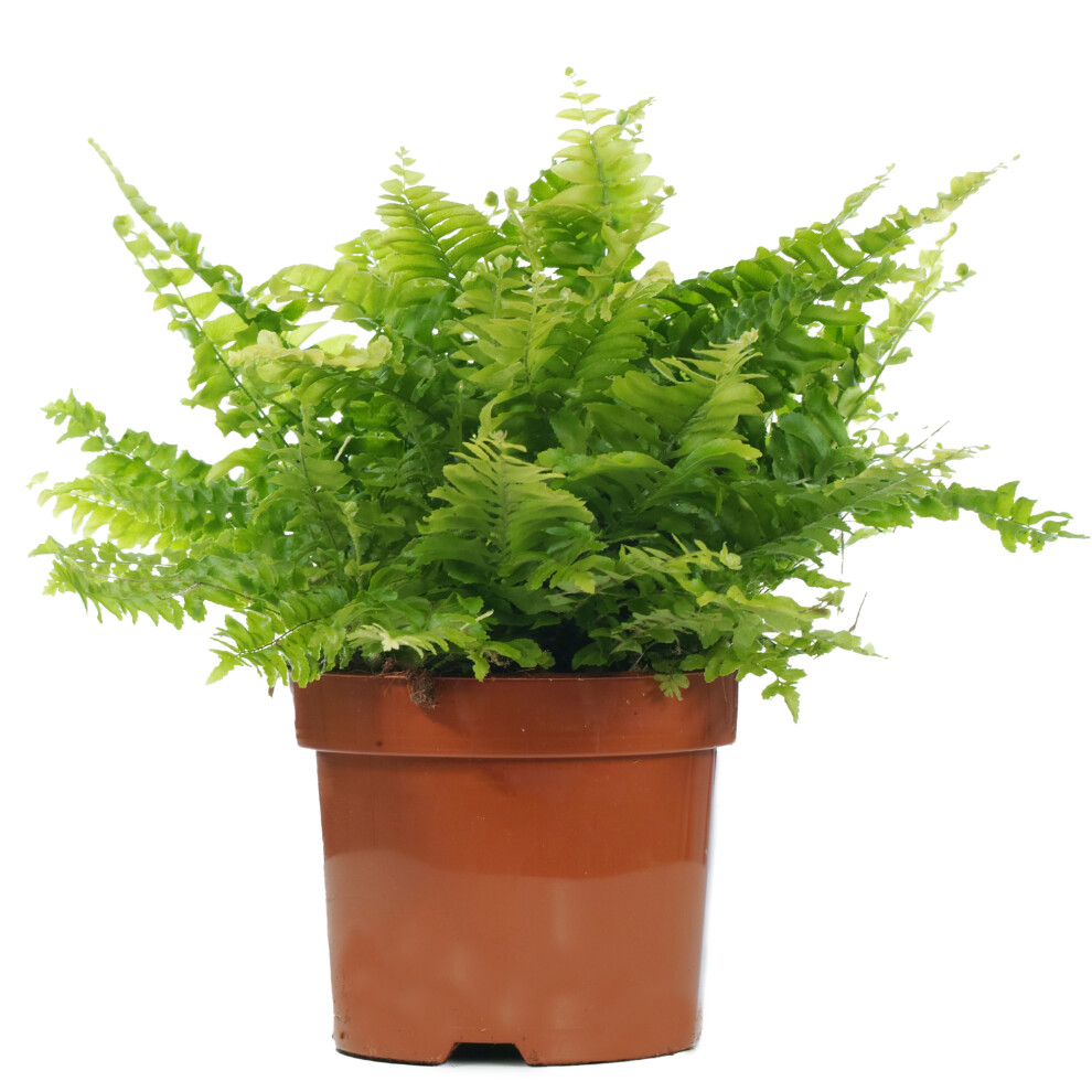 Nephrolepis Boston Fern - Sword Fern Indoor Houseplant for Home or Office in Pot