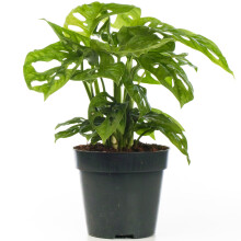 Monstera Obliqua (12cm)