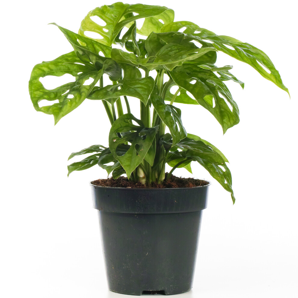 Monstera Obliqua (12cm)