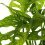 Gardeners Dream Monstera Obliqua (12cm) 3