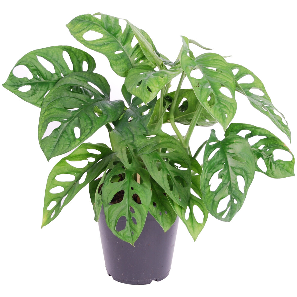 Gardeners Dream Monstera Obliqua (12Cm) V1
