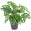 Gardeners Dream Monstera Obliqua (12cm) V1 2