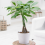 Gardeners Dream Pachira aquatica Braided Stem (12cm, V2) 2