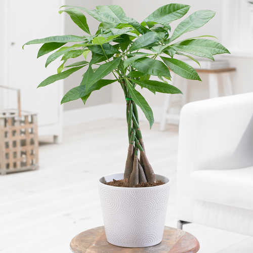 Gardeners Dream Pachira aquatica Braided Stem (12cm, V2) 1