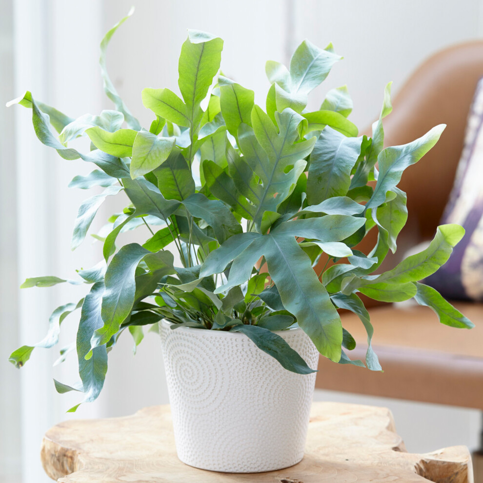Phlebodium Blue Star - Golden Polypody | 25-35cm Potted Fern | Plants for Sale