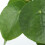 Gardeners Dream Pilea Peperomioides (12cm) 3