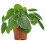 Gardeners Dream Pilea Peperomioides (12cm) 1