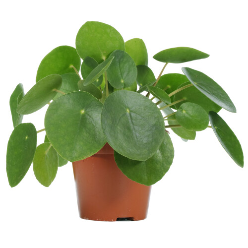 Gardeners Dream Pilea Peperomioides (12cm) 1