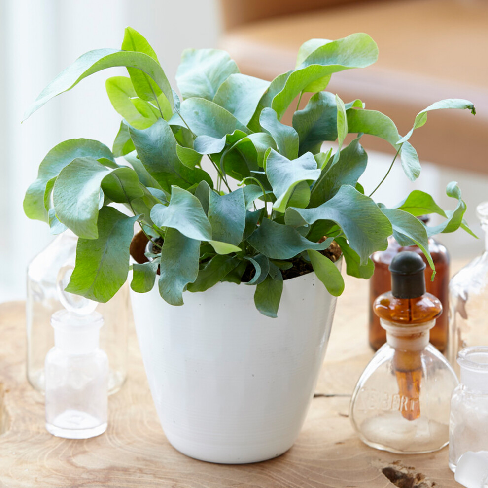 1 x Phlebodium Blue Star | Premium Indoor Potted Fern Gift | 25-35cm with Pot