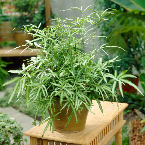 Gardeners Dream Pteris Albolineata (12cm) V1 1