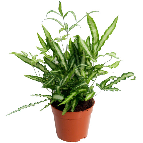 Gardeners Dream Pteris Albolineata (12cm)